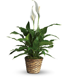 T105-1A Simply Elegant Spathiphyllum - Small 